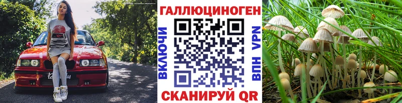 Купить где  Белебей  Псилоцибиновые грибы Psilocybe 